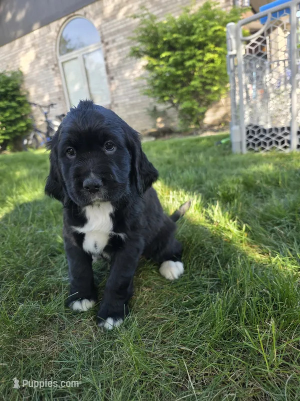 Tina Turner – English Springer Spaniel, Golden Retriever puppy for sale in New Baltimore, MI