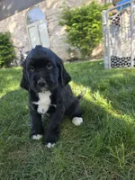 Tina Turner, a female English Springer Spaniel and Golden Retriever for sale in New Baltimore, MI – 1 of 7