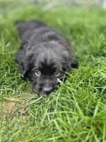 Ozzie, a male English Springer Spaniel and Golden Retriever for sale in New Baltimore, MI – 2 of 5