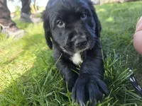 Stevie Nicks, a female English Springer Spaniel and Golden Retriever for sale in New Baltimore, MI – 4 of 4