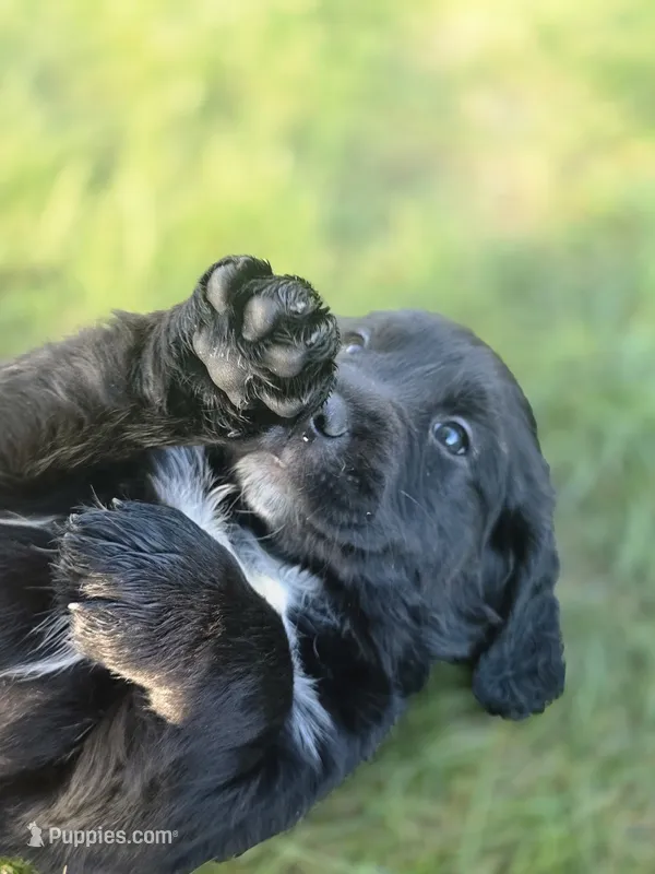 Janis Joplin – English Springer Spaniel, Golden Retriever puppy on hold in New Baltimore, MI