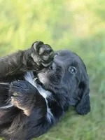 Janis Joplin, a female English Springer Spaniel and Golden Retriever for sale in New Baltimore, MI – 1 of 6