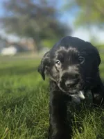 Janis Joplin, a female English Springer Spaniel and Golden Retriever for sale in New Baltimore, MI – 4 of 6