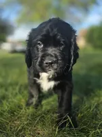 Ozzie, a male English Springer Spaniel and Golden Retriever for sale in New Baltimore, MI – 3 of 5