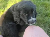 Bob Seger, a male English Springer Spaniel and Golden Retriever for sale in New Baltimore, MI – 4 of 5