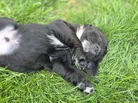 Ozzie, a male English Springer Spaniel and Golden Retriever for sale in New Baltimore, MI – 5 of 5