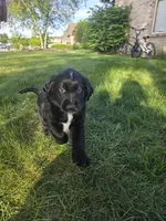 David Bowie, a male English Springer Spaniel and Golden Retriever for sale in New Baltimore, MI – 4 of 4