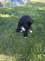 Tina Turner, a female English Springer Spaniel and Golden Retriever for sale in New Baltimore, MI – 4 of 7
