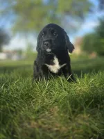 Janis Joplin, a female English Springer Spaniel and Golden Retriever for sale in New Baltimore, MI – 3 of 6