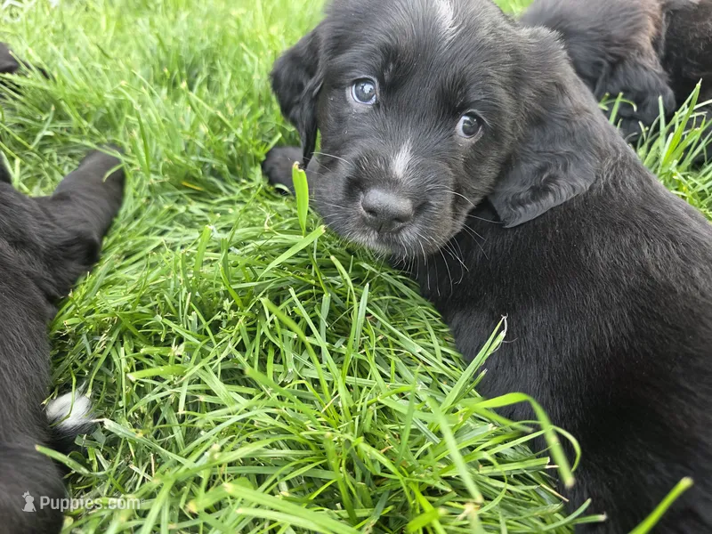 David Bowie – English Springer Spaniel, Golden Retriever puppy on hold in New Baltimore, MI