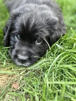 Ozzie, a male English Springer Spaniel and Golden Retriever for sale in New Baltimore, MI – 1 of 5