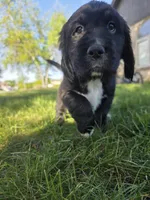 Tina Turner, a female English Springer Spaniel and Golden Retriever for sale in New Baltimore, MI – 3 of 7