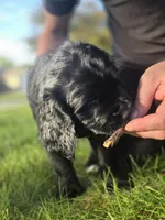 Ozzie, a male English Springer Spaniel and Golden Retriever for sale in New Baltimore, MI – 4 of 5