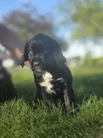 Janis Joplin, a female English Springer Spaniel and Golden Retriever for sale in New Baltimore, MI – 5 of 6