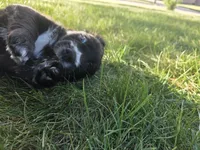 Bob Seger, a male English Springer Spaniel and Golden Retriever for sale in New Baltimore, MI – 3 of 5