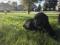 Cher, a female English Springer Spaniel and Golden Retriever for sale in New Baltimore, MI – 5 of 6