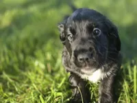 Janis Joplin, a female English Springer Spaniel and Golden Retriever for sale in New Baltimore, MI – 2 of 6