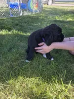 Tina Turner, a female English Springer Spaniel and Golden Retriever for sale in New Baltimore, MI – 2 of 7