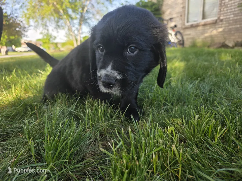 Bob Seger – English Springer Spaniel, Golden Retriever puppy on hold in New Baltimore, MI