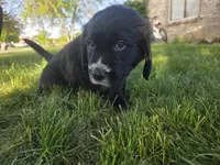 Bob Seger, a male English Springer Spaniel and Golden Retriever for sale in New Baltimore, MI – 1 of 5