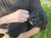 Cher, a female English Springer Spaniel and Golden Retriever for sale in New Baltimore, MI – 3 of 6