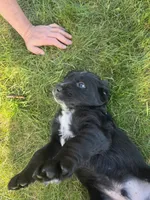 David Bowie, a male English Springer Spaniel and Golden Retriever for sale in New Baltimore, MI – 3 of 4