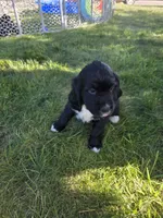 Tina Turner, a female English Springer Spaniel and Golden Retriever for sale in New Baltimore, MI – 7 of 7
