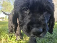 Cher, a female English Springer Spaniel and Golden Retriever for sale in New Baltimore, MI – 2 of 6