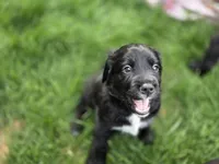 Cher, a female English Springer Spaniel and Golden Retriever for sale in New Baltimore, MI – 6 of 6