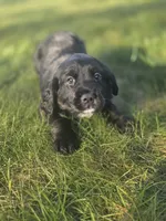 Janis Joplin, a female English Springer Spaniel and Golden Retriever for sale in New Baltimore, MI – 6 of 6