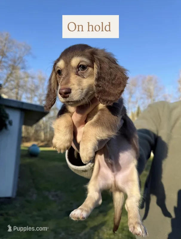 Reese’s - Chocolate & tan boy #2