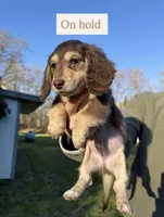 Reese’s - Chocolate & tan boy #2, a male Miniature Dachshund for sale in Marysville, WA – Photo 1 of 9