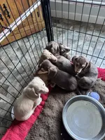 Reese’s - Chocolate & tan boy #2, a male Miniature Dachshund for sale in Marysville, WA – Photo 9 of 9