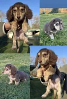 Reese’s - Chocolate & tan boy #2, a male Miniature Dachshund for sale in Marysville, WA – Photo 3 of 9