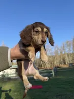 Reese’s - Chocolate & tan boy #2, a male Miniature Dachshund for sale in Marysville, WA – Photo 4 of 9