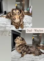 Reese’s - Chocolate & tan boy #2, a male Miniature Dachshund for sale in Marysville, WA – Photo 6 of 9