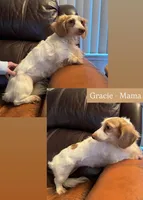 Reese’s - Chocolate & tan boy #2, a male Miniature Dachshund for sale in Marysville, WA – Photo 7 of 9