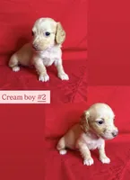 Churro - Red boy #1, a male Miniature Dachshund for sale in Marysville, WA – Photo 6 of 9