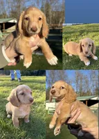 Churro - Red boy #1, a male Miniature Dachshund for sale in Marysville, WA – Photo 2 of 9