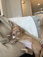 Churro - Red boy #1, a male Miniature Dachshund for sale in Marysville, WA – Photo 5 of 9