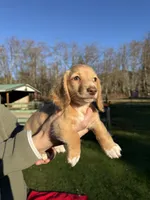 Churro - Red boy #1, a male Miniature Dachshund for sale in Marysville, WA – Photo 1 of 9