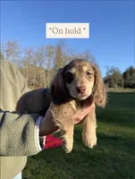 Freckles - Chocolate dapple #2, a male Miniature Dachshund for sale in Marysville, WA – Photo 1 of 8