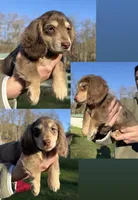 Freckles - Chocolate dapple #2, a male Miniature Dachshund for sale in Marysville, WA – Photo 2 of 8