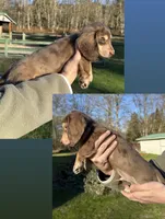 Freckles - Chocolate dapple #2, a male Miniature Dachshund for sale in Marysville, WA – Photo 3 of 8