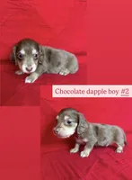 Freckles - Chocolate dapple #2, a male Miniature Dachshund for sale in Marysville, WA – Photo 4 of 8