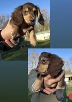 Twix - Chocolate and tan boy #1, a male Miniature Dachshund for sale in Marysville, WA – Photo 2 of 8