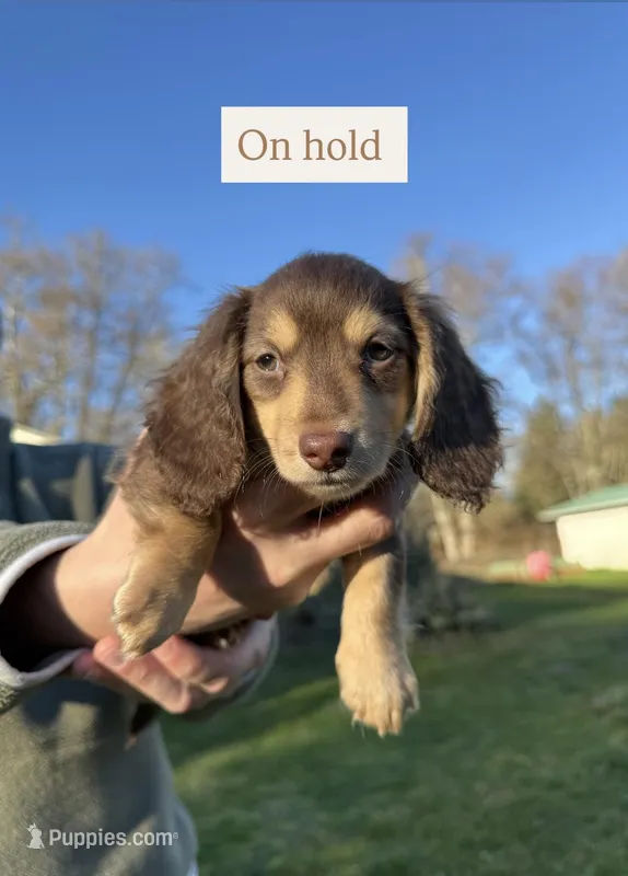 Twix - Chocolate and tan boy #1