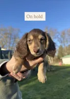 Twix - Chocolate and tan boy #1, a male Miniature Dachshund for sale in Marysville, WA – Photo 1 of 8