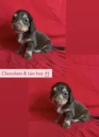 Twix - Chocolate and tan boy #1, a male Miniature Dachshund for sale in Marysville, WA – Photo 4 of 8