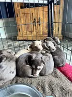 Twix - Chocolate and tan boy #1, a male Miniature Dachshund for sale in Marysville, WA – Photo 7 of 8